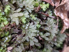 Symphyogyna hymenophyllum