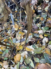 Lysichiton americanus