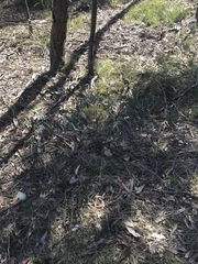 Indigofera australis