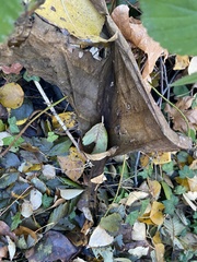 Lysichiton americanus