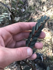 Indigofera australis