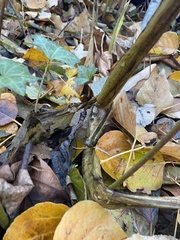 Lysichiton americanus