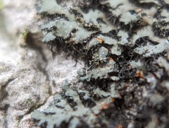 Phaeophyscia rubropulchra