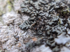 Phaeophyscia rubropulchra