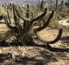 Corryocactus melanotrichus