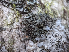 Phaeophyscia rubropulchra