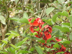 Erythrina crista-galli