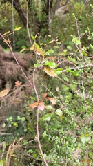 Rubus australis
