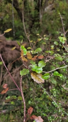 Rubus australis