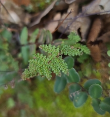Myriopteris wootonii