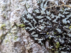 Phaeophyscia orbicularis