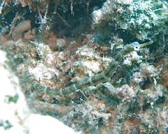 Corythoichthys intestinalis