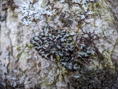 Phaeophyscia orbicularis