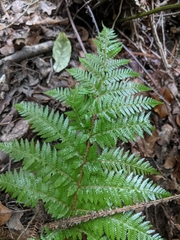 Cyathea smithii