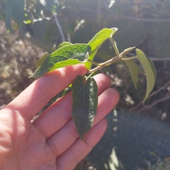 Gonolobus grandiflorus