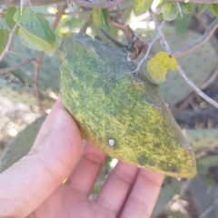 Gonolobus grandiflorus