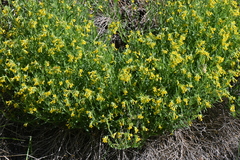 Lithospermum multiflorum