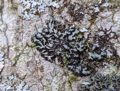 Phaeophyscia orbicularis