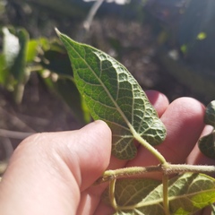 Gonolobus grandiflorus