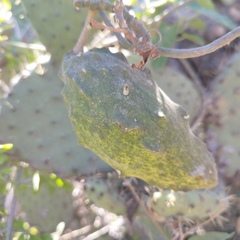 Gonolobus grandiflorus