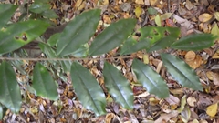 Diospyros laurina