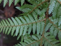 Cyathea smithii