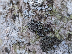 Phaeophyscia orbicularis