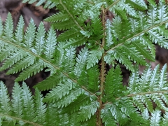 Cyathea smithii
