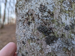 Phaeophyscia orbicularis