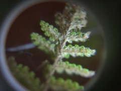 Myriopteris wootonii