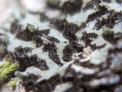 Phaeophyscia orbicularis