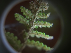 Myriopteris wootonii