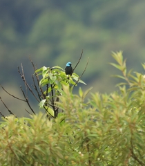 Dacnis venusta