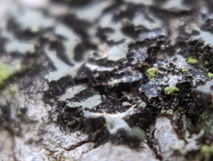 Phaeophyscia orbicularis