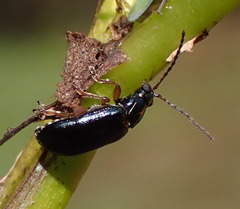 Lysathia ludoviciana