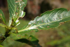 Lysathia ludoviciana