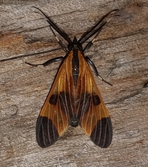 Dycladia correbioides