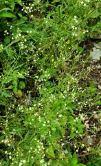 Parthenium