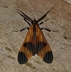Dycladia correbioides