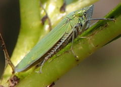Draeculacephala inscripta