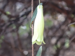Billardiera longiflora