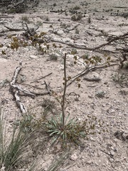 Eriogonum alatum
