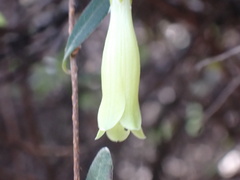 Billardiera longiflora