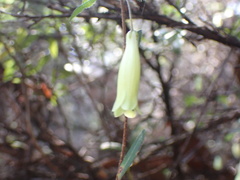 Billardiera longiflora