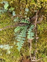 Asplenium resiliens