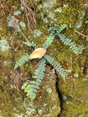 Asplenium resiliens