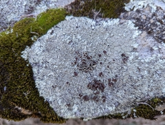 Xanthoparmelia plittii