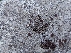 Xanthoparmelia plittii