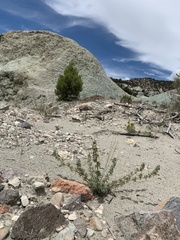 Astragalus kentrophyta elatus