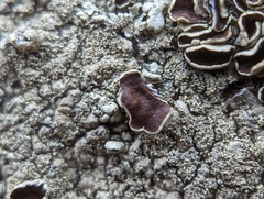 Xanthoparmelia plittii